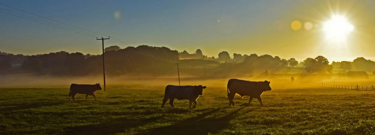 Cows grazing in an open field at sunrise, with soft morning light symbolising natural origins, calm and uncompromising quality.