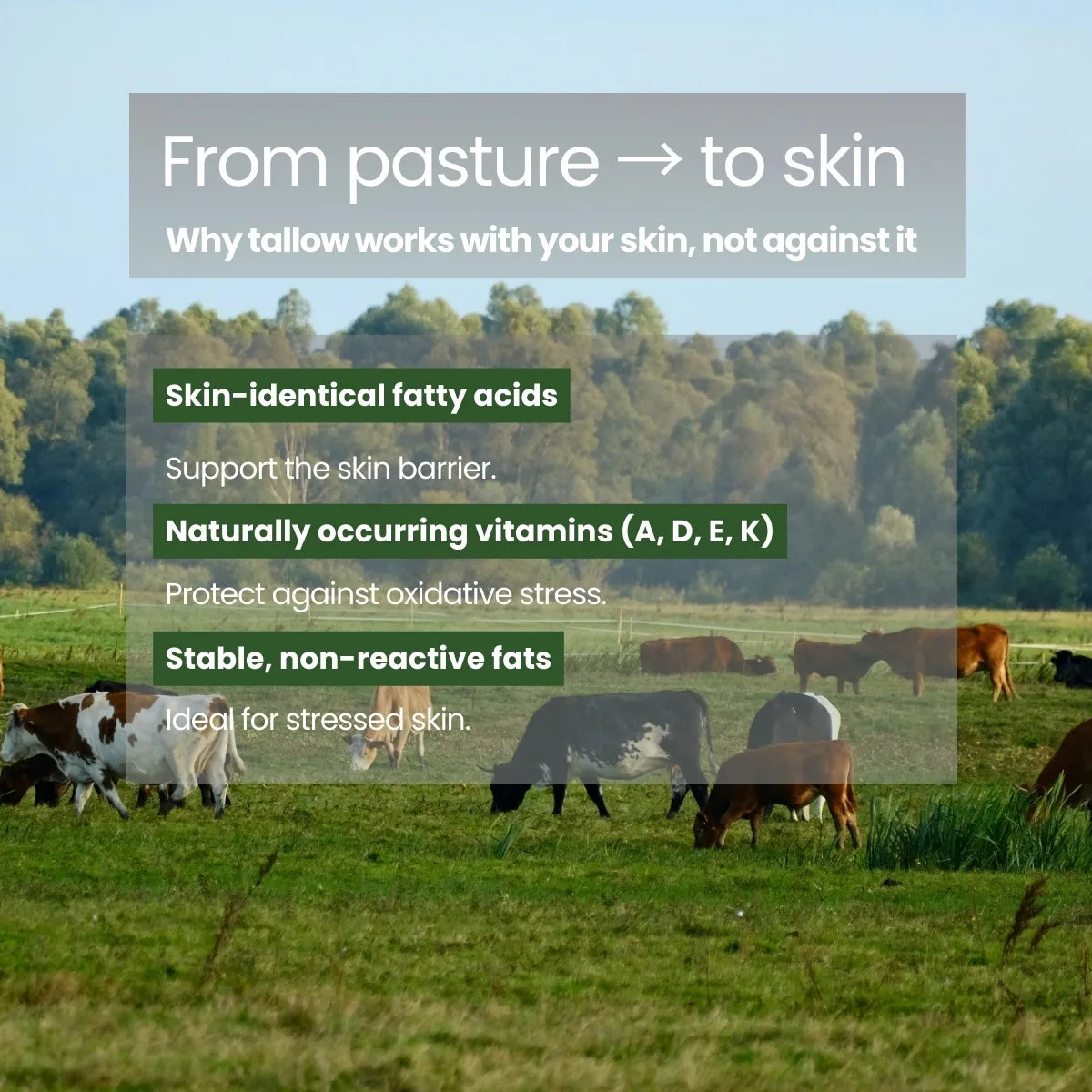 Illustration explaining pasture-raised beef tallow and its skin-identical fatty acids