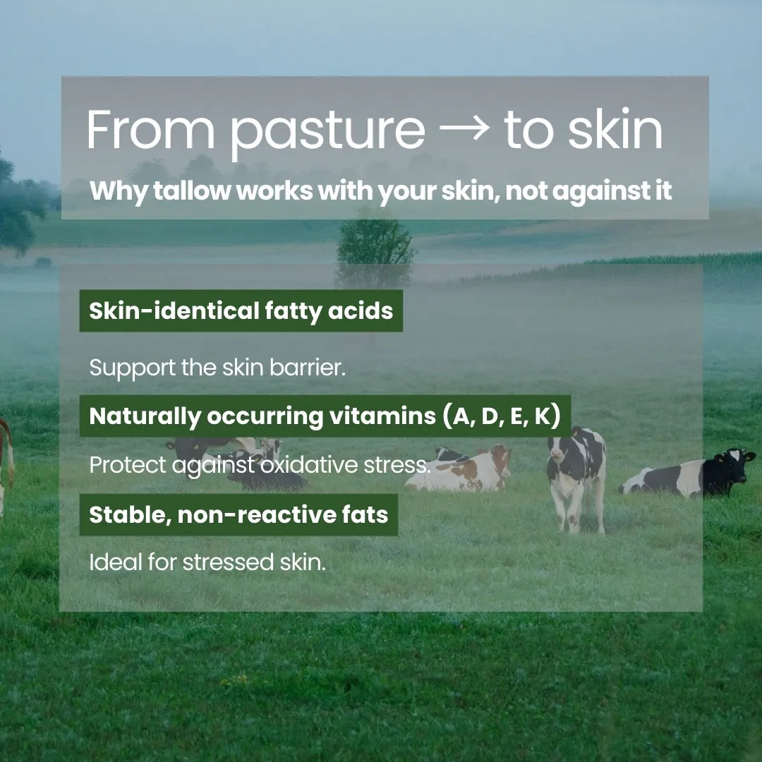 Illustration explaining how pasture-raised beef tallow works with the skin through skin-identical fatty acids and vitamins.