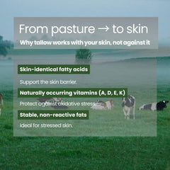 Illustration explaining how pasture-raised beef tallow works with the skin through skin-identical fatty acids and vitamins.