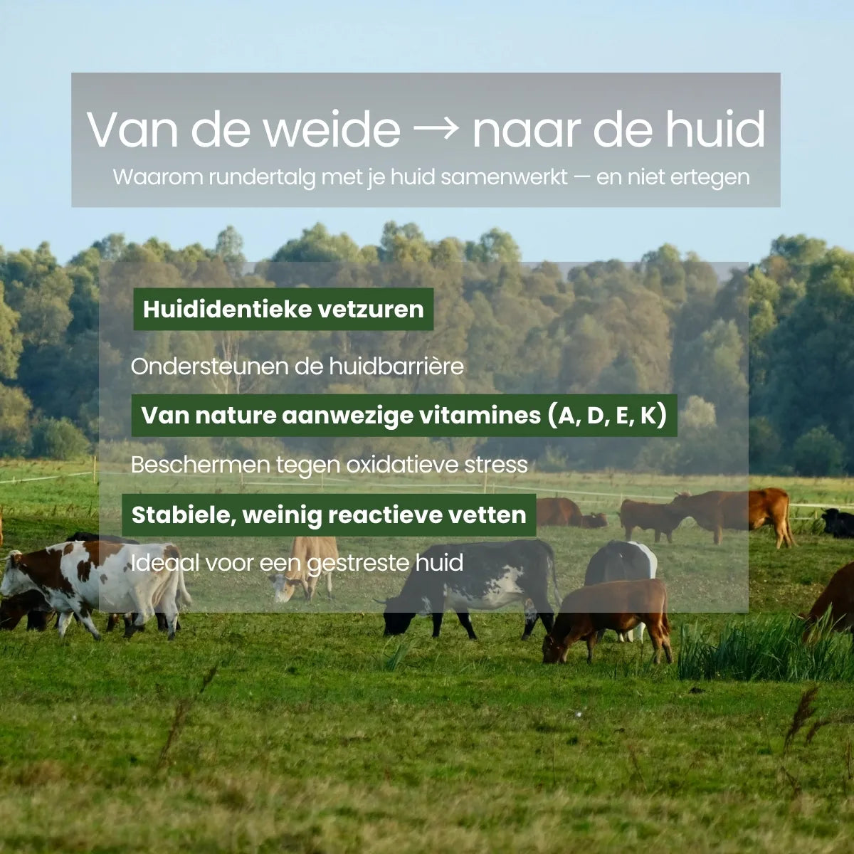 Uitleg over rundertalg uit weidegang en waarom huididentieke vetten de huidbarrière ondersteunen